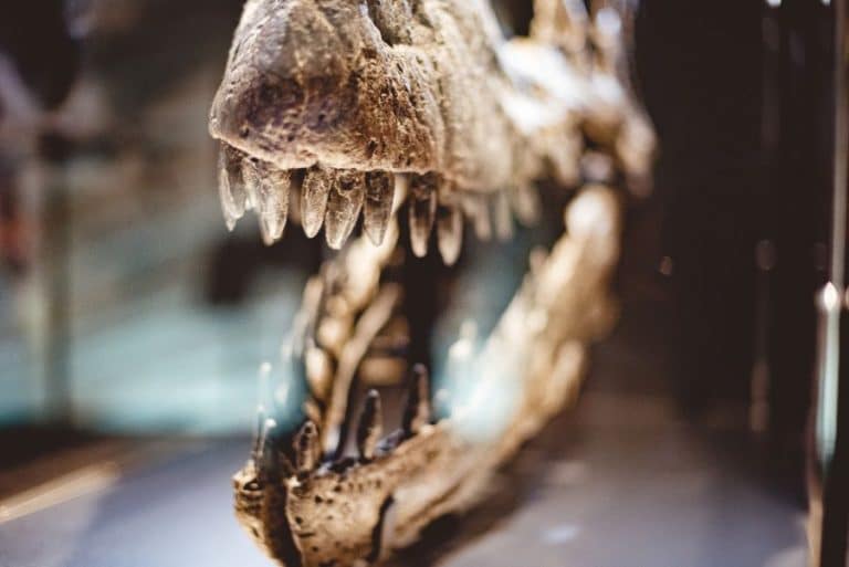 Inteligencja dinozaurów: Czy raptory były najbardziej inteligentnymi spośród nich